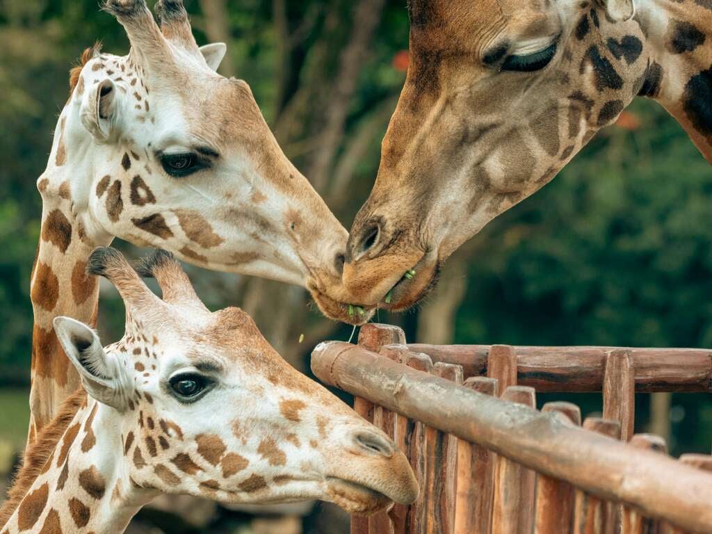 Week-end avec visite du ZooSafari de Thoiry - 4* - photo 1